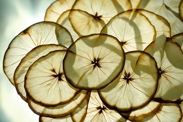 cross section of tree stump