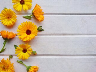 Calendula. Marigold flower leaf top view on white wooden background. Calendula cup (Marigold flower) leaf natural summer flower. Calendula officinalis medicinal herb plant petals - healthy concept