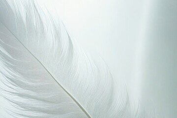 white feather on black background