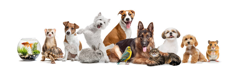 Collage. Pet animals ranging from fish in bowl to cheeky hamster, including ferrets, tortoises,...