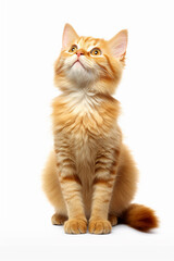 Fototapeta premium Orange cat with a curious face on a white background