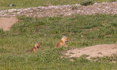 Red Fox Pups in Wyoming in Springtime