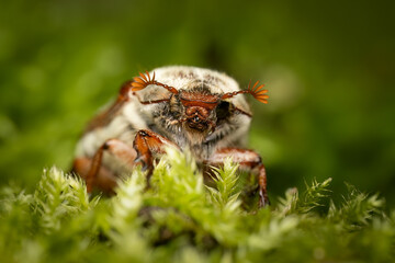 Close up of a June bug (Melolontha melolontha), Belgium