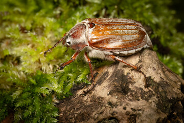 June bug (melolontha melolontha), Belgium