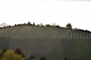 Weinberg