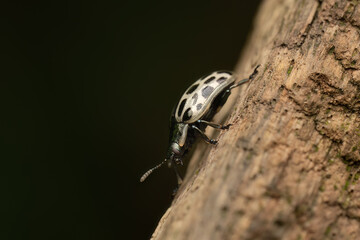 Spotted willow leaf beetle (Chrysomela vigintipunctata) on wood, Belgium