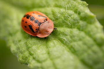 Close-up of a fleabane tortoise beetle (cassida murraea) (red form), belgium