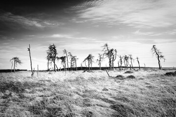 burnt forrest in the high fens, Belgium