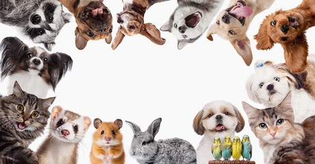 Collage. Funny muzzles. Adorable pets looking in camera dog's, hamster, cat, rabbit and raccoon isolated on white background. Pet friends. Concept of animal, pet care, veterinary. Copy space for ad