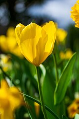 yellow tulips in the garden
