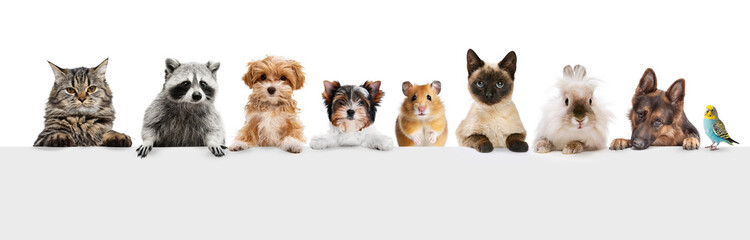 Collage. Cat, dog, raccoon, hamster, rabbit, parrot, animals isolated on white background. Concept...