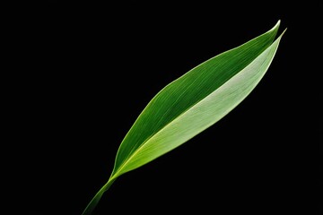 Obraz premium green leaf on black background