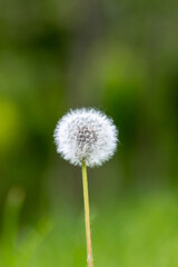 Fluffy dandelion on a blurred green background of plants and flowers