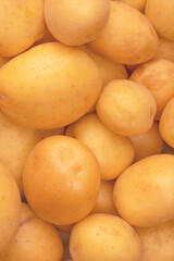 A group of fresh tasty potato as  background.
