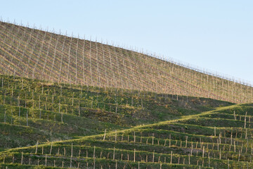 Weinberg
