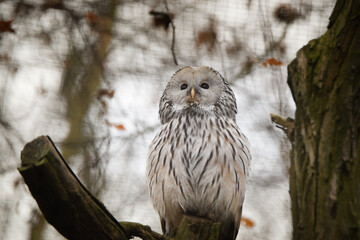 Zoos portrait of owl who is sittig on stick. They are amazing animal. 