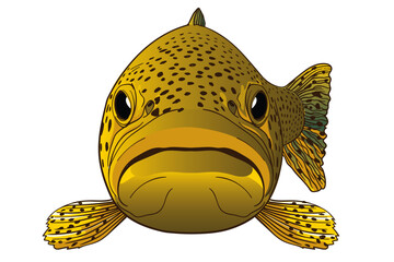 brown trout fish illustration for fly fishing