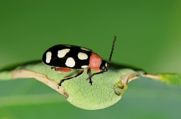 Eight-spotted flea beetle Omophoita cyanipennis insect on leaf nature pest control agriculture.