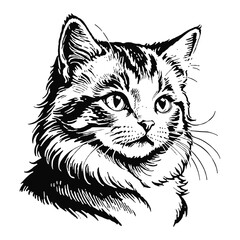 Fototapeta premium Norwegian Forest Cat Kitten Hand Drawn Engraved Ink Line Art Sketch Illustration