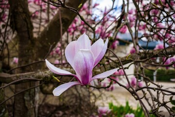 Pink flowers of magnolia in spring
