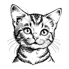 Obraz premium Wild Savannah Cat Kitten Hand Drawn Engraved Ink Line Art Sketch Illustration