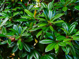 branches of magnolia grandiflora with large green leaves