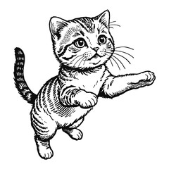 Scottish Fold Cat Kitten Hand Drawn Engraved Ink Line Art Sketch Illustration