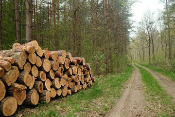 Forest, trees, thickets, greenery, nature, firewood, deforestation, wood
