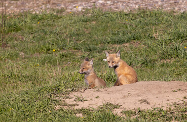 Cute Red Fox Pups in Springtime in Wyoming