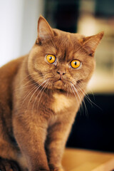Female kitten of British breed with short hair and tortoise hair. 