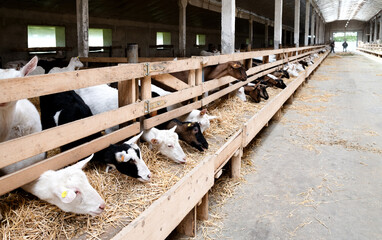 Goats eating hay from the feeder in a stall on a farm. Feeding on animal farm. long row of white...