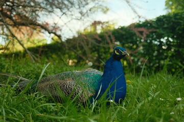 Obraz premium Forest, park, peacock bird, forest, thickets, greenery, spring, sunny day