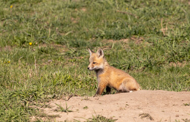 Cute Red Fox Pups in Springtime in Wyoming