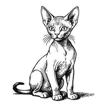 recommend clip art: Hairless Sphynx Cat Kitten Hand Drawn Engraved Ink Line Art Sketch Illustration