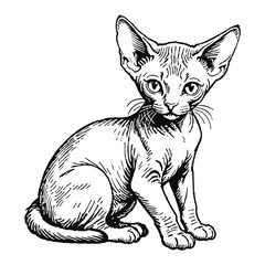 Obraz premium Hairless Sphynx Cat Kitten Hand Drawn Engraved Ink Line Art Sketch Illustration