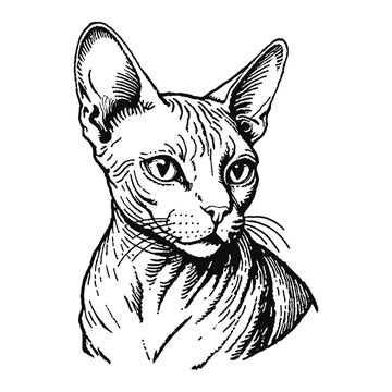 recommend clip art: Hairless Sphynx Cat Hand Drawn Engraved Ink Line Art Sketch Illustration