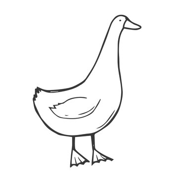 recommend clip art: Hand drawn farm bird goose. Doodle sketch style. Drawing line simple goose icon. Isolated vector illustration.