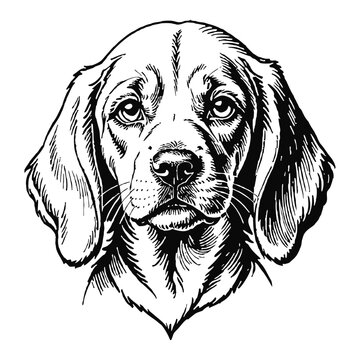 recommend clip art: Bloodhound Dog Puppy Hand Drawn Engraved Ink Line Art Sketch Illustration