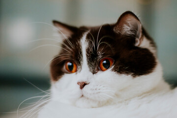 Male British Shorthair male cat with brown and white fur. 