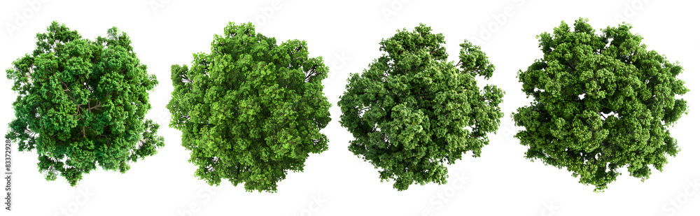 Wall mural top view set of green trees isolated on transparent background, use for visualization in architectur