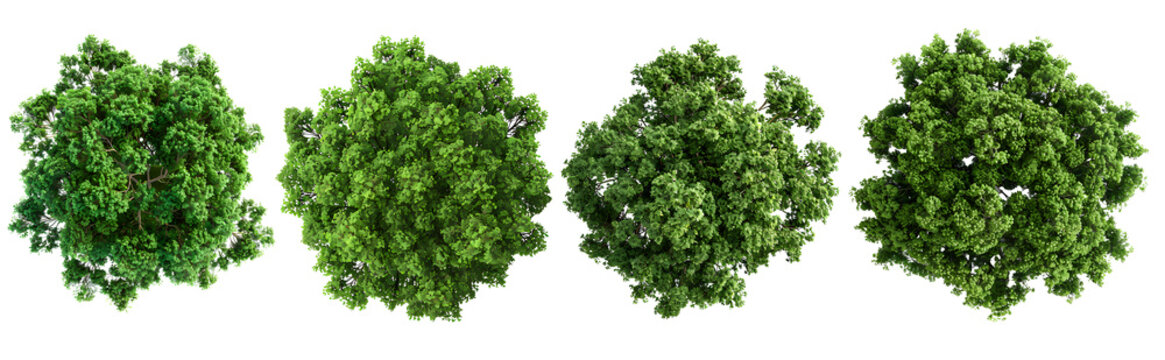 Top view set of green trees Isolated on transparent background, Use for visualization in architectural design or garden decorate. PNG cut out