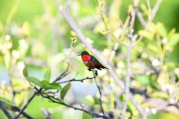 Orange Throated Hummingbird Perched Tree