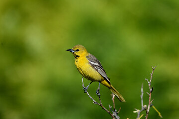 Yellow Oriole Perched Tree Top On Green