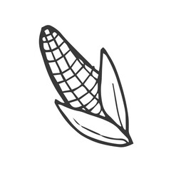 Corn outline simple illustration for menu. Hand drawn line sketch corn cob in leaves and naked isolated on white background