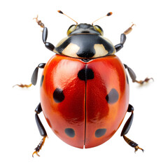 Fototapeta premium Ladybug isolated on background