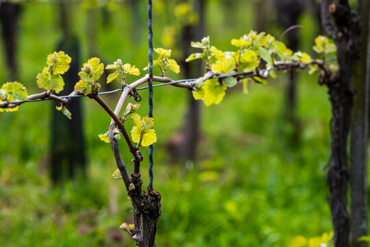Taille printani&egrave;re en Guyot double : pratiques viticoles dans le vignoble d'Alsace, CeA, Alsace, Grand Est, France
