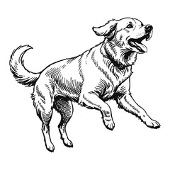 Obraz premium Golden Retriever Dog Hand Drawn Engraved Ink Line Art Sketch Illustration
