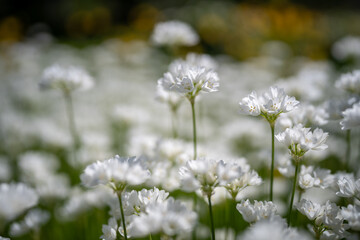 Fototapeta premium Decorative onion bloom. Flowers of wild Allium zebdanence in spring, selective soft focus. 