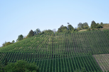 Weinberg