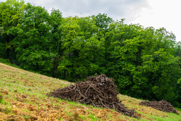 Soins et renouvellement de la vigne : une parcelle de vigne arrachée dans le vignoble alsacien, Grand Est, France